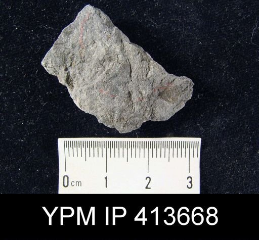 Hustedia mormoni