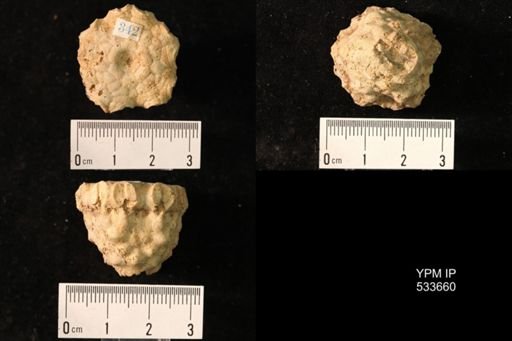 undet. Crinoidea