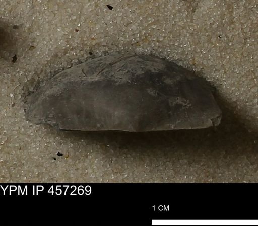 Pholidostrophia iowaensis