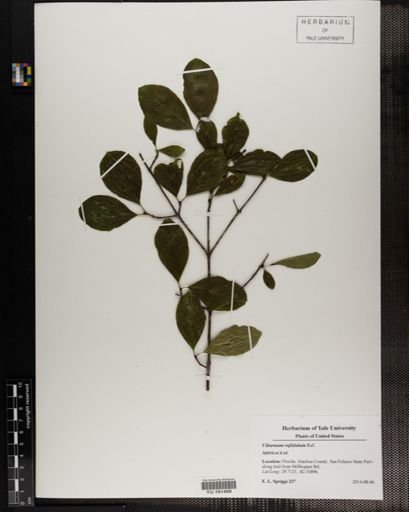 Plantae