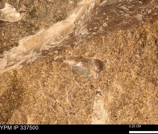 Mollusca