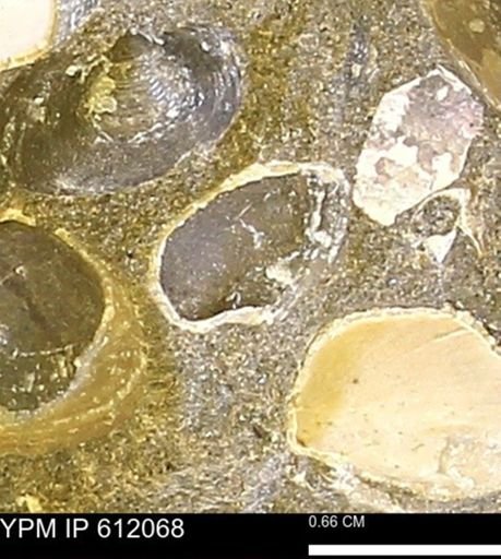 undet. Bivalvia