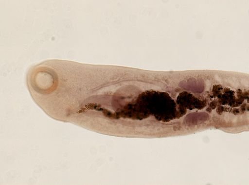 Renifer ellipticus