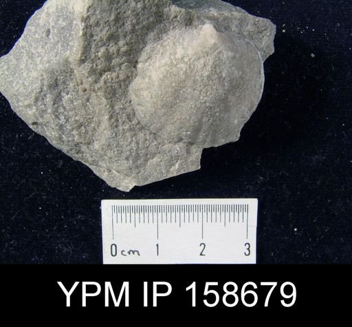 Parastrophia lenticularis