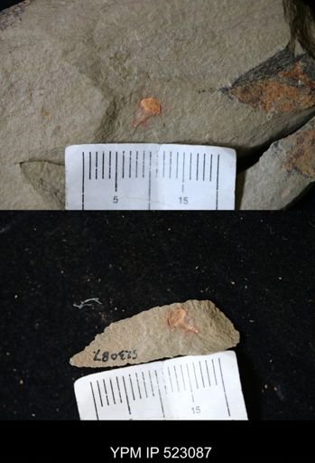 undet. Xiphosurida