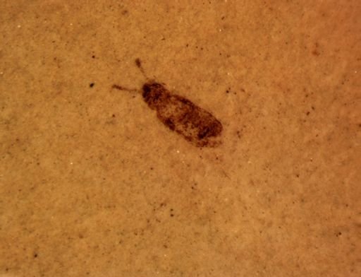 Coleoptera?