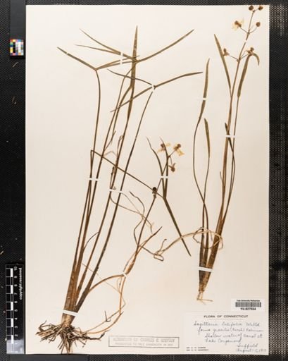 Sagittaria latifolia