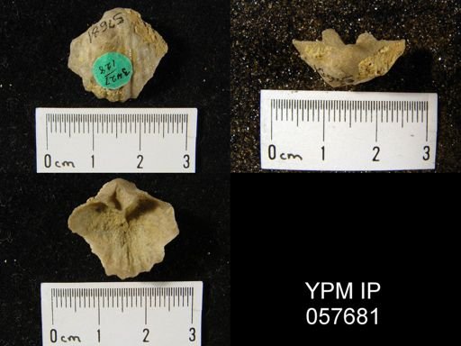 Gypidula coeymanensis