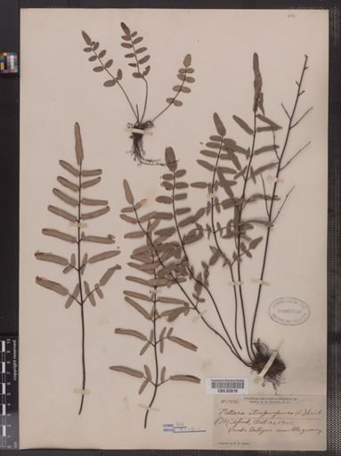 Pellaea atropurpurea