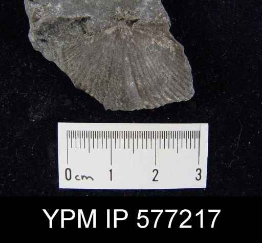 Platyrachella sp.