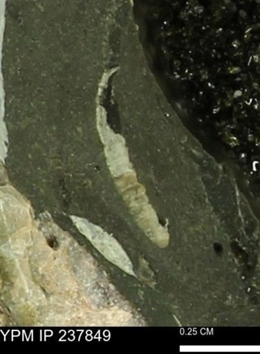 Limopsis striatopunctatus