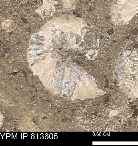 Scaphites sp.