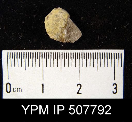 undet. Brachiopoda