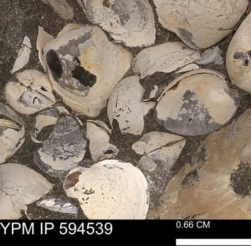 Protocardia sp.