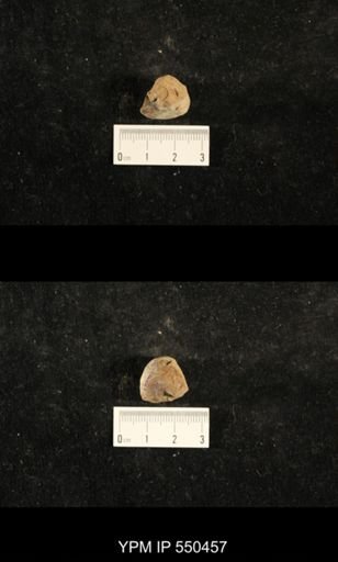 Euphemites sp.