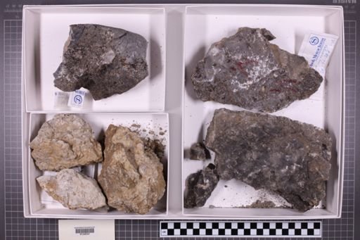 mixed taxa, stratigraphic collection