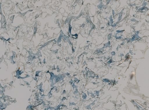 Axinellidae