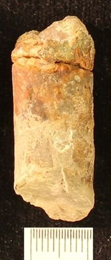 Baculites