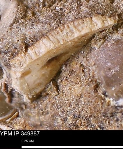 undet. Bivalvia