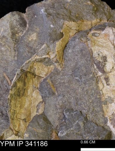Scaphites sp.