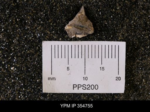 Limopsis striatopunctatus