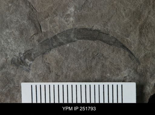 undet. Eurypterida