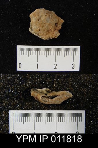 Aulosteges tuberculatus