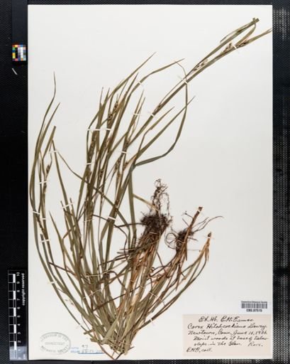 Carex hitchcockiana