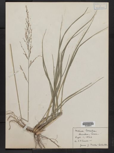 Molinia caerulea