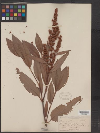 Rumex altissimus