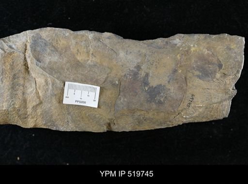 undet. Arthropoda