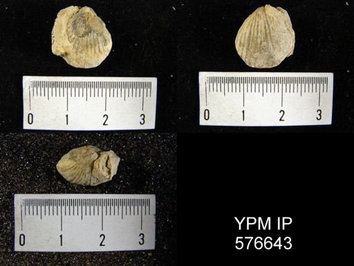 Homeospira sp.