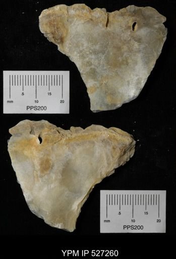 undet. Ostreacea