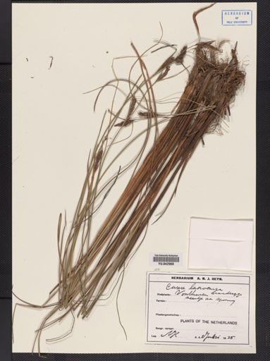 Carex lasiocarpa
