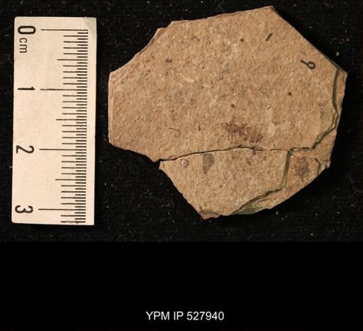 taxon undetermined