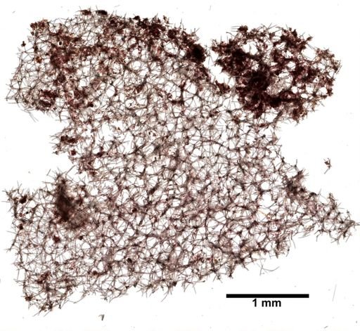 Halichoclona gellindra
