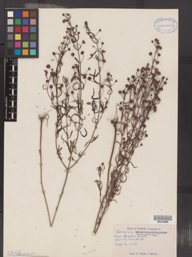 Agalinis tenuifolia