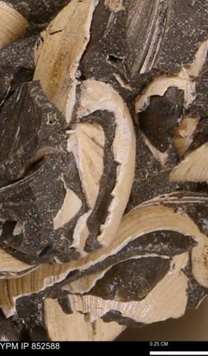 Limopsis striatopunctatus