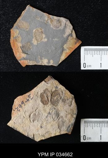 Laxitextella multireticulata