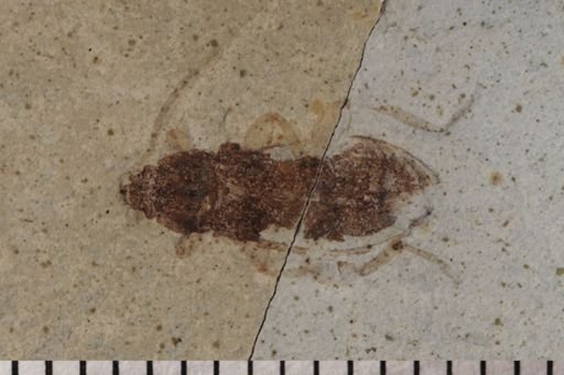 Tenebrionidae