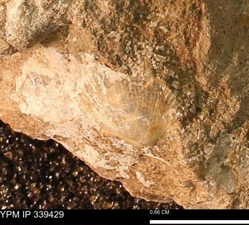 Oxytoma (Hypoxytoma) nebrascana