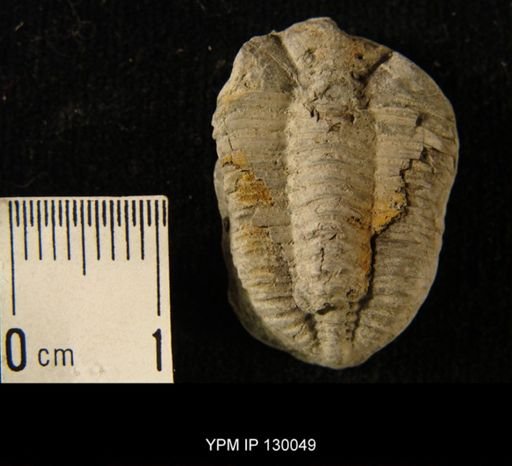 Phacops rana