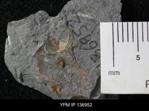 Ctenocephalus maltheus