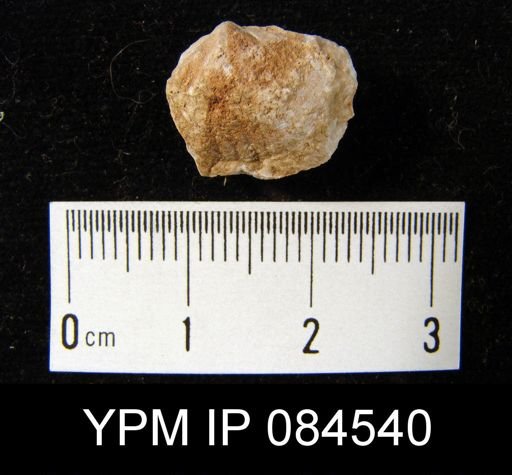 Gypidula simplex