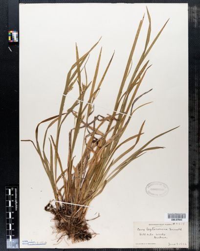 Carex leptonervia