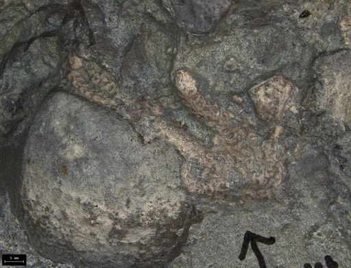 Aplocoma damesii
