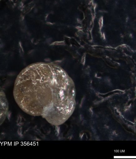 undet. Foraminiferida
