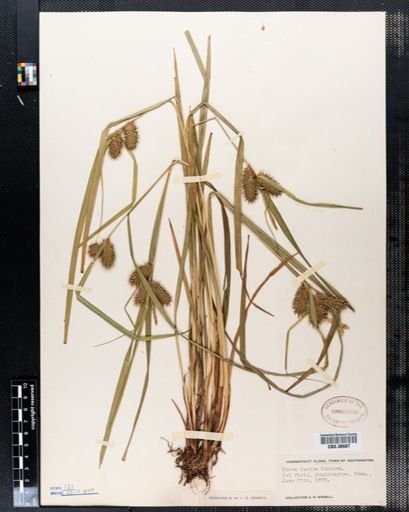 Carex lurida