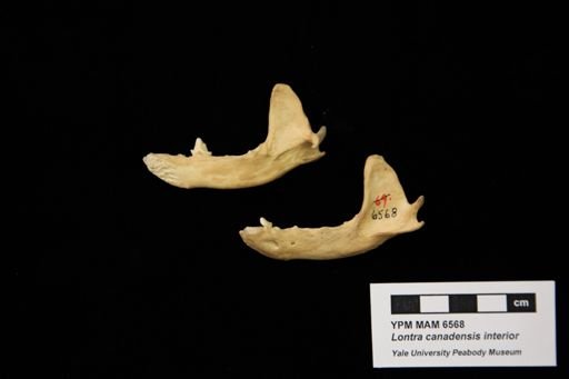Lontra canadensis lataxina