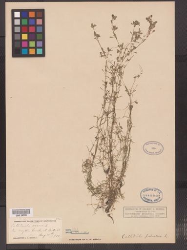 Callitriche palustris